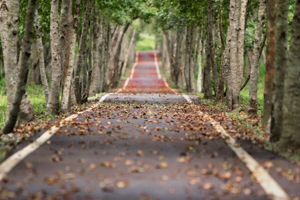 avenue trees road tree lined 656969